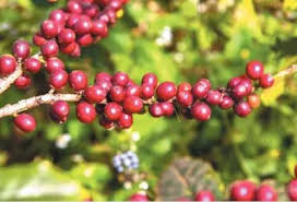 مشروع اسرة التجفيف