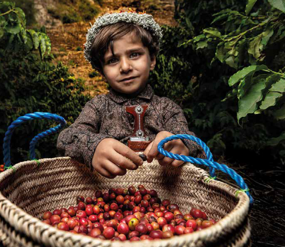 مشروع شتلات البن