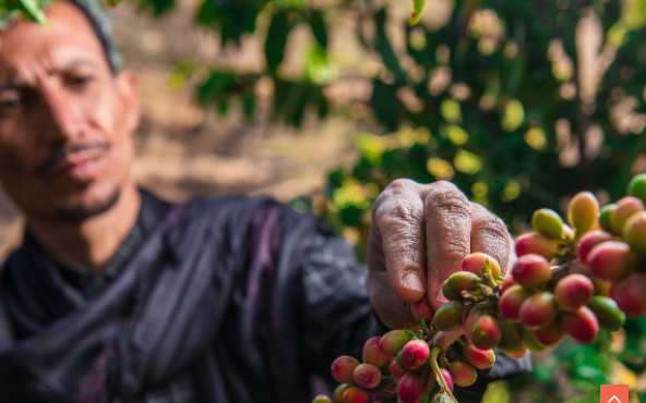 منصة بَنّانة