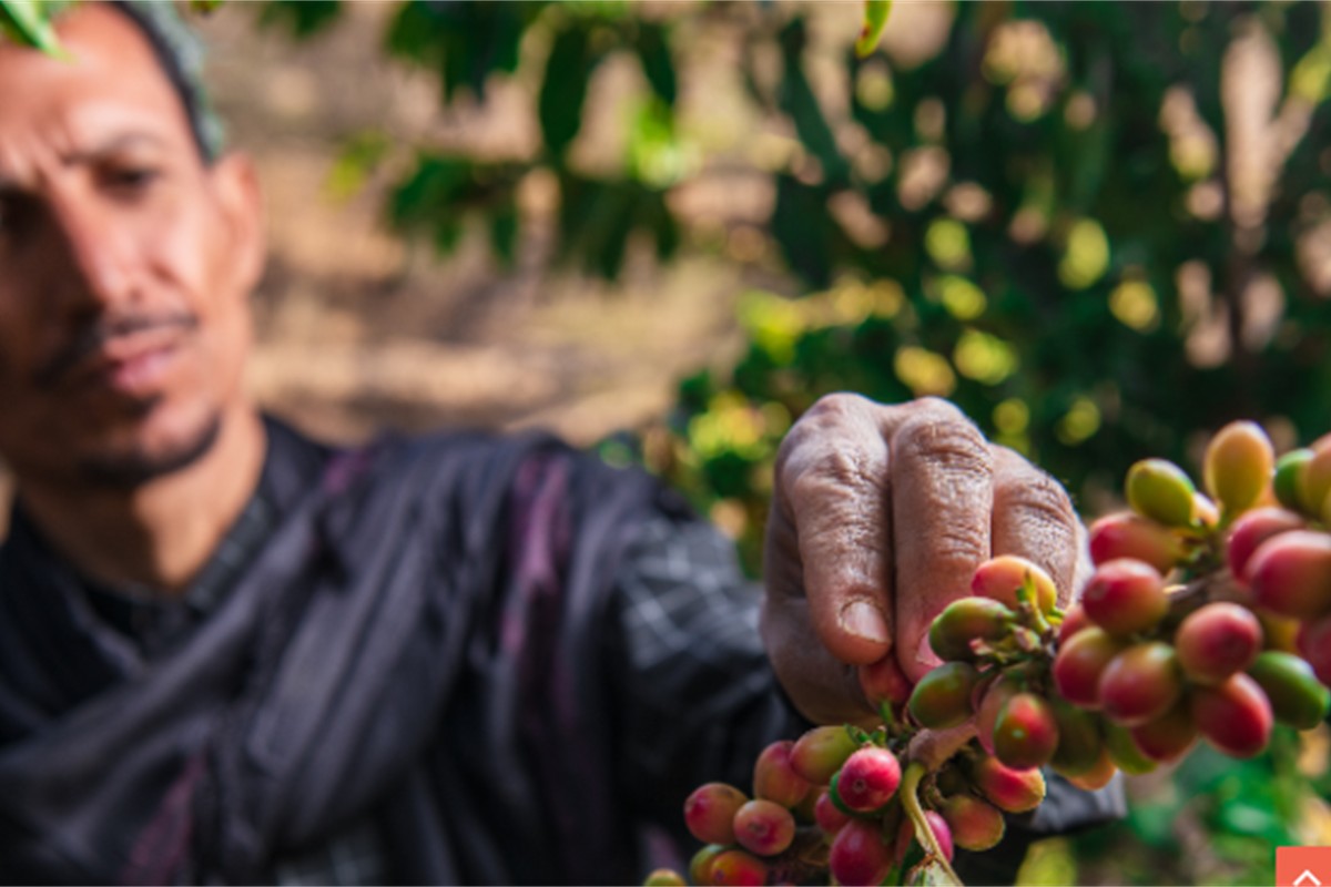 منصة بَنّانة