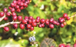 مشروع شتلات البن