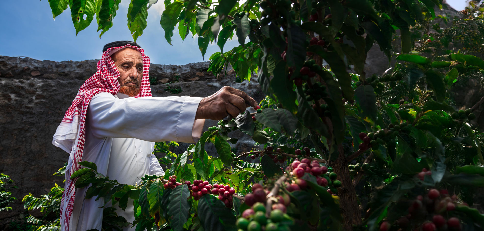 ساهم في دعم مزارعي البن، دعمك يصنع الفرق في كل حبة